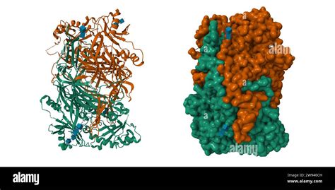 3hig|3HIG: Crystal structure of human diamine oxidase in complex .